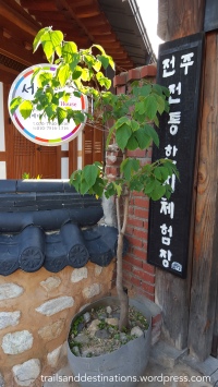This is a Mulberry tree, and they peel off the bark and use the inner part to make traditional Jeonju Hanji paper